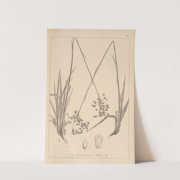 Herbier de la flore française Pl.1160 by Louis Antoine Cusin