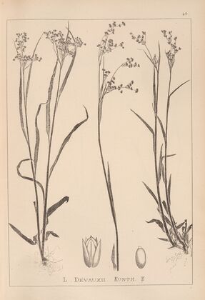 Herbier de la flore française Pl.1161