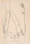 Herbier de la flore française Pl.1163