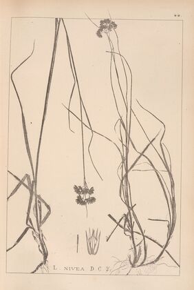 Herbier de la flore française Pl.1164
