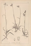 Herbier de la flore française Pl.1165