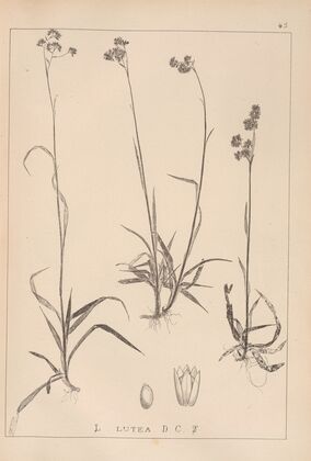 Herbier de la flore française Pl.1165
