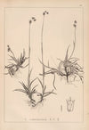 Herbier de la flore française Pl.1166