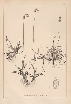 Herbier de la flore française Pl.1166