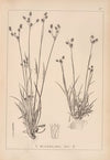 Herbier de la flore française Pl.1167