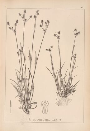 Herbier de la flore française Pl.1167