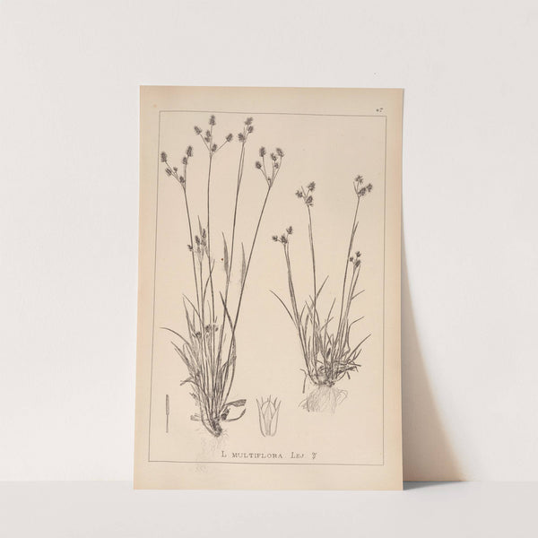 Herbier de la flore française Pl.1167 by Louis Antoine Cusin