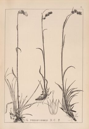 Herbier de la flore française Pl.1171