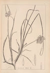 Herbier de la flore française Pl.1173