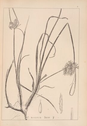 Herbier de la flore française Pl.1173