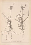 Herbier de la flore française Pl.1174