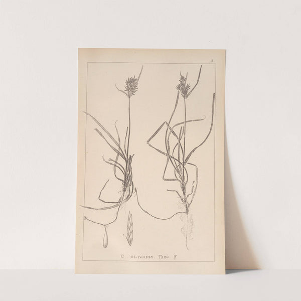 Herbier de la flore française Pl.1174 (1867-1876) by Louis Antoine Cusin