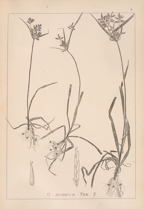 Herbier de la flore française Pl.1175