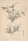 Herbier de la flore française Pl.1176