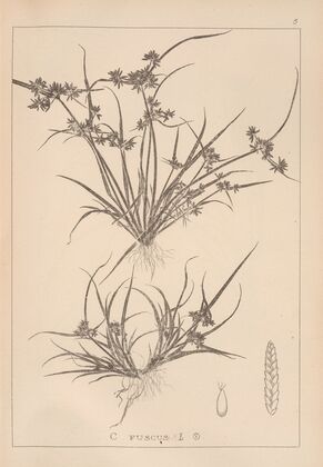 Herbier de la flore française Pl.1176