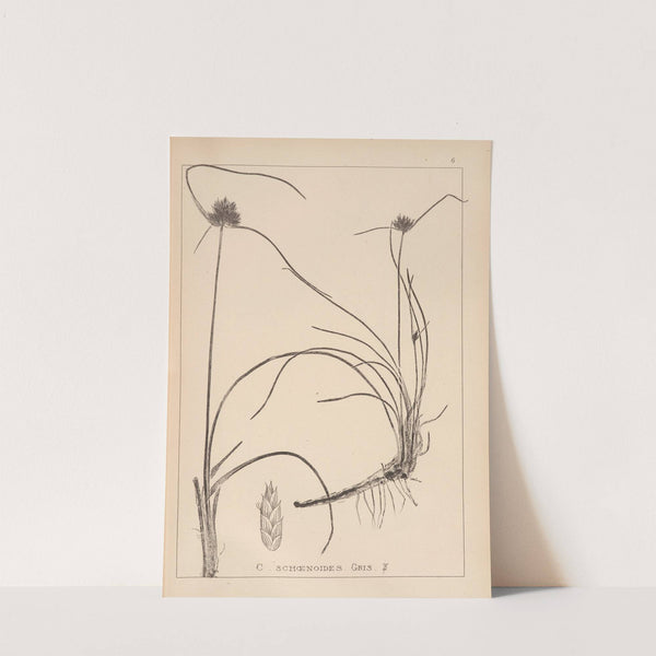 Herbier de la flore française Pl.1177 (1867-1876) by Louis Antoine Cusin