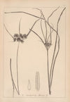 Herbier de la flore française Pl.1178