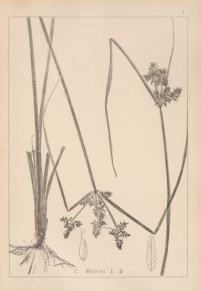 Herbier de la flore française Pl.1179