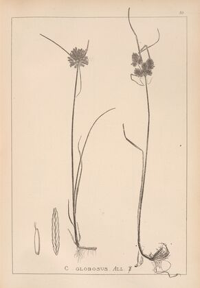 Herbier de la flore française Pl.1181