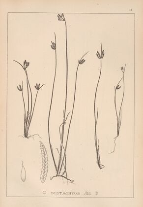 Herbier de la flore française Pl.1182