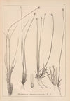 Herbier de la flore française Pl.1183