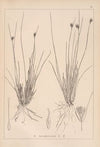 Herbier de la flore française Pl.1184