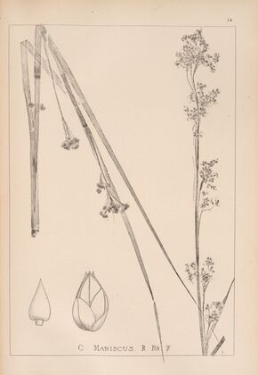 Herbier de la flore française Pl.1185
