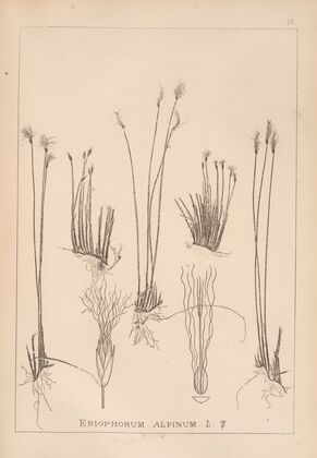 Herbier de la flore française Pl.1186