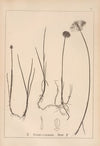 Herbier de la flore française Pl.1187