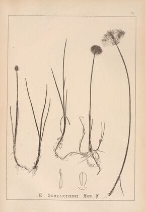 Herbier de la flore française Pl.1187