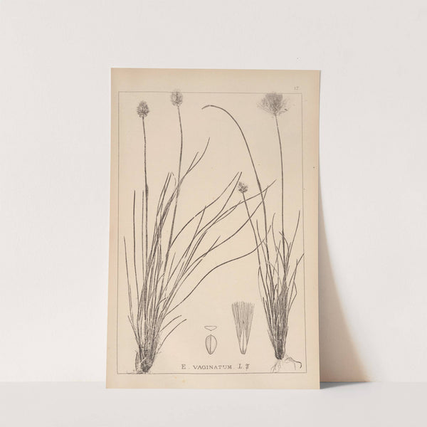 Herbier de la flore française Pl.1188 by Louis Antoine Cusin