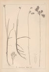 Herbier de la flore française Pl.1189