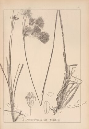 Herbier de la flore française Pl.1190