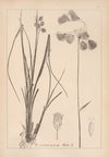 Herbier de la flore française Pl.1191