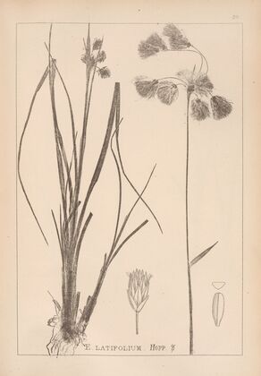 Herbier de la flore française Pl.1191