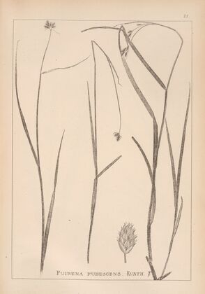 Herbier de la flore française Pl.1192