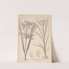 Herbier de la flore française Pl.1193 by Louis Antoine Cusin