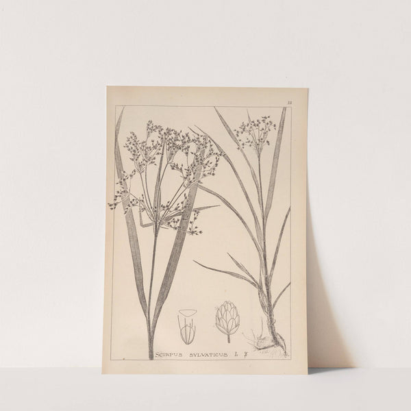 Herbier de la flore française Pl.1193 by Louis Antoine Cusin