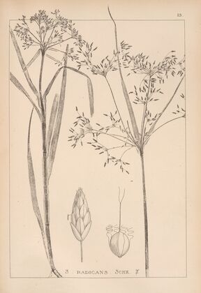 Herbier de la flore française Pl.1194