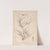 Herbier de la flore française Pl.1195 by Louis Antoine Cusin