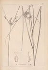 Herbier de la flore française Pl.1196