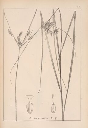 Herbier de la flore française Pl.1196