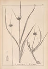 Herbier de la flore française Pl.1197