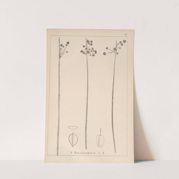 Herbier de la flore française Pl.1199 by Louis Antoine Cusin