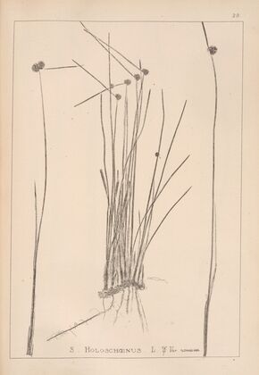 Herbier de la flore française Pl.1200