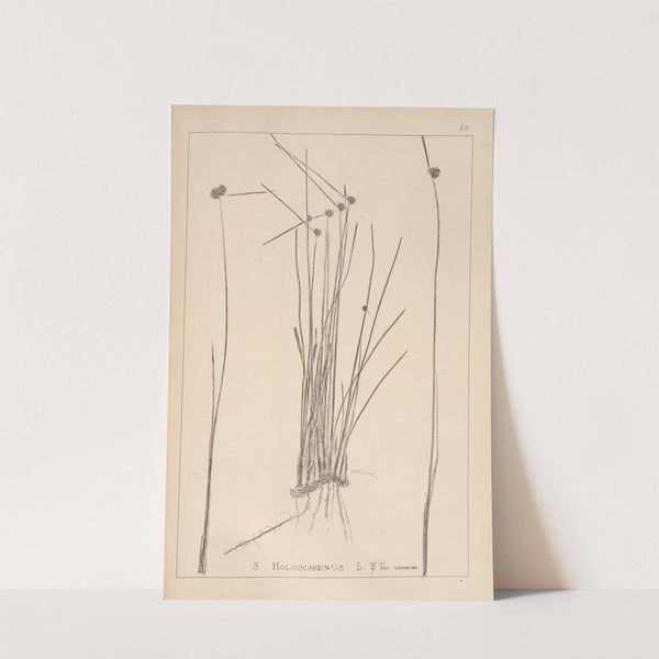 Herbier de la flore française Pl.1200 by Louis Antoine Cusin