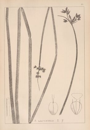 Herbier de la flore française Pl.1201