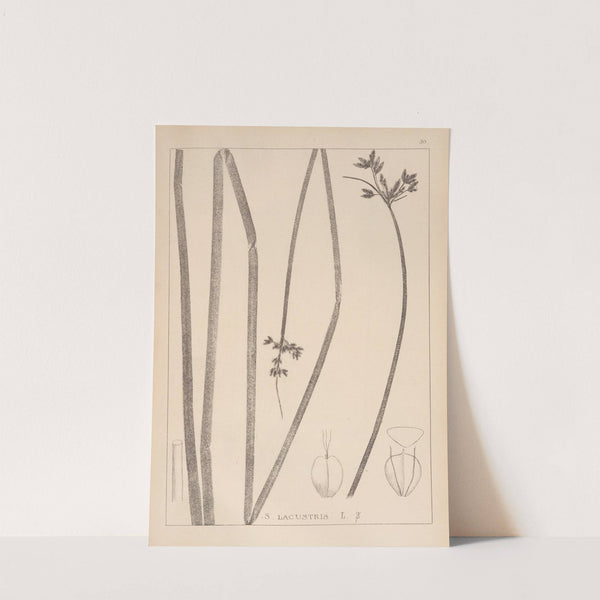 Herbier de la flore française Pl.1201 (1867-1876) by Louis Antoine Cusin