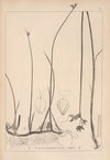 Herbier de la flore française Pl.1202