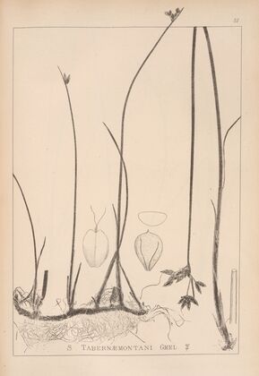 Herbier de la flore française Pl.1202